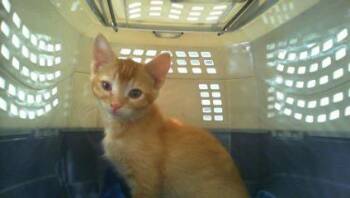 KNOX -  Domestic Short Hair Cat for Adoption in Charlotte, North Carolina - KNOX | PetCurious