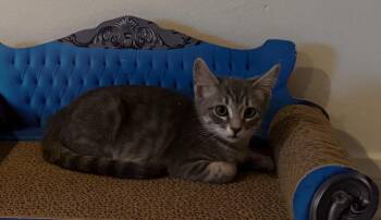 MR.MISTY -  Domestic Medium Hair Cat for Adoption in Burbank, California - MR.MISTY | PetCurious