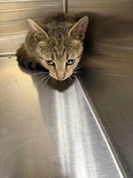Liberty (TAS) -  Domestic Short Hair Cat for Adoption in Trenton, New Jersey - Liberty (TAS) | PetCurious