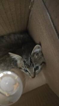 Marley -  Domestic Short Hair Cat for Adoption in Wichita, Kansas - Marley | PetCurious