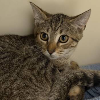 Fruity Pebbles -  Domestic Short Hair Cat for Adoption in Cooperstown, New York - Fruity Pebbles | PetCurious