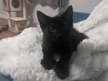 American Shorthair Cats Available for Adoption in Fredericksburg, Virginia - Spider | PetCurious