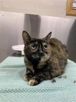 ZEPHYRUS -  Domestic Medium Hair Cat for Adoption in Fairbanks, Alaska - ZEPHYRUS | PetCurious