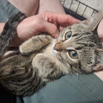 Pooky -  Domestic Short Hair Cat for Adoption in Lakewood, California - Pooky | PetCurious