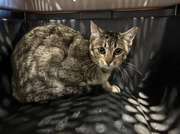 Domestic Short Hair Cats Available for Adoption - VERONICA | PetCurious