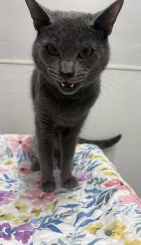 Able -  Domestic Short Hair Cat for Adoption in West Chester, Pennsylvania - Able | PetCurious