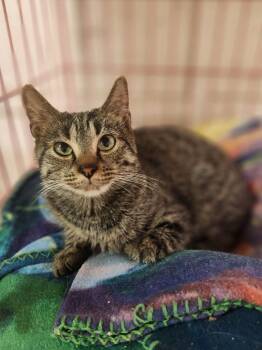 Rescue Domestic Short Hair Cats for Adoption in Social Circle, Georgia - Mia | PetCurious