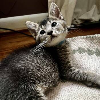 Danny -  Domestic Short Hair Cat for Adoption in Chattanooga, Tennessee - Danny | PetCurious