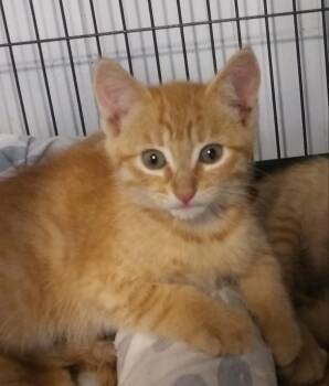 Indie -  Domestic Short Hair Cat for Adoption in PORT WENTWRTH, Georgia - Indie | PetCurious
