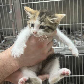 Newtra -  Domestic Short Hair Cat for Adoption in Birmingham, Alabama - Newtra | PetCurious