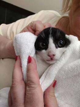 Minnow -  Domestic Short Hair Cat for Adoption in Palm Coast, Florida - Minnow | PetCurious