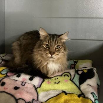 Misty -  Domestic Short Hair Cat for Adoption in Newberg, Oregon - Misty | PetCurious