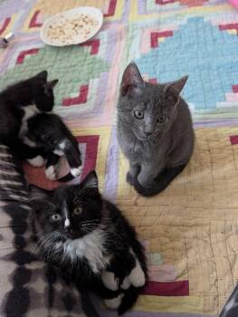 Domestic Short Hair Cats Available for Adoption in Fort Collins, Colorado - Zoodles | PetCurious