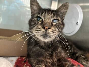 Soup -  Domestic Medium Hair Cat for Adoption - Soup | PetCurious