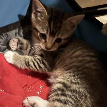 Domestic Short Hair Cats Available for Adoption - Dobie Gillis | PetCurious