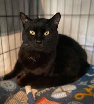Domestic Short Hair Cats Available for Adoption in Duxbury, Massachusetts - Merle | PetCurious