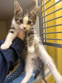 Domestic Short Hair Cats Available for Adoption - Peanut | PetCurious