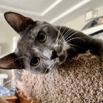 Domestic Short Hair Cats Available for Adoption in Los Angeles, California - Van | PetCurious