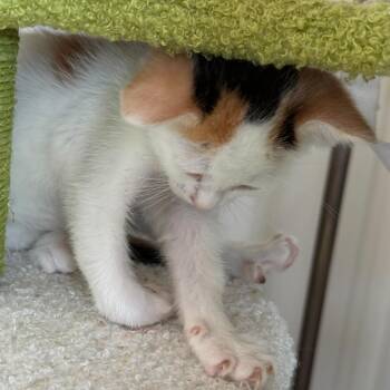 Beignet -  Domestic Short Hair Cat for Adoption in Escondido, California - Beignet | PetCurious