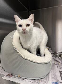 Domestic Short Hair Cats Available for Adoption in Albany, Wisconsin - Toshi | PetCurious