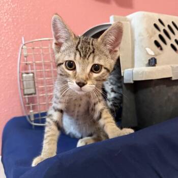 Loki -  Domestic Short Hair Cat for Adoption in Nampa, Idaho - Loki | PetCurious