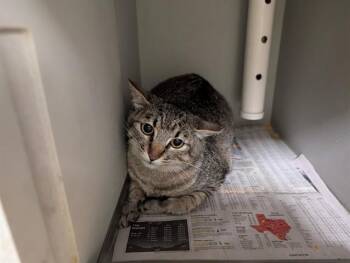 Domestic Short Hair Cats Available for Adoption in Rowlett, Texas - BROWNIE | PetCurious