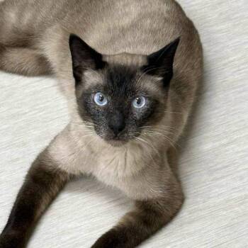 Dunny -  Siamese Cat for Adoption in Wichita, Kansas - Dunny | PetCurious