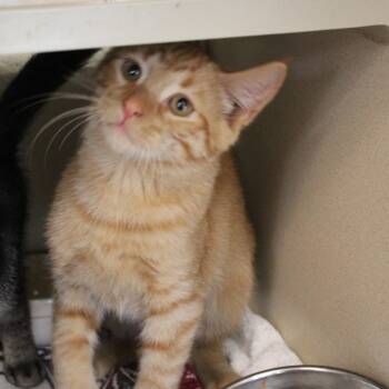 Ron -  Domestic Short Hair Cat for Adoption in Gloucester, Virginia - Ron | PetCurious
