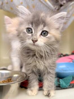 Kiara -  Domestic Medium Hair Cat for Adoption in Menomonie, Wisconsin - Kiara | PetCurious