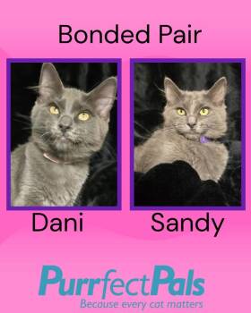 Sandy -  Domestic Medium Hair Cat for Adoption in Arlington, Washington - Sandy | PetCurious