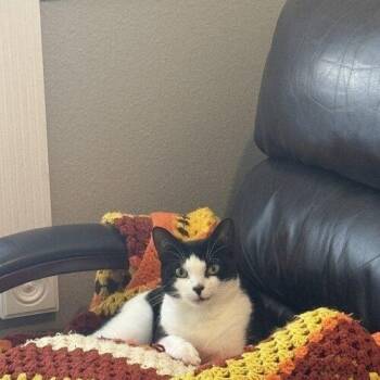 Tom -  Domestic Short Hair Cat for Adoption in Tampa, Florida - Tom | PetCurious