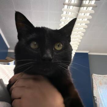 Domestic Short Hair Cats Available for Adoption in Summerlee, West Virginia - Joey | PetCurious