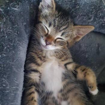Jonas -  Domestic Short Hair Cat Available for Adoption in Silver Spring, Maryland - Jonas | PetCurious