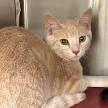 Vincent van Gogh -  Domestic Short Hair Cat for Adoption in Waynesboro, Pennsylvania - Vincent Van Gogh | PetCurious