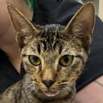Rescue Domestic Short Hair Cats for Adoption in Galveston, Texas - Sweetie | PetCurious