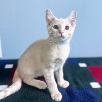 Pomelo -  Domestic Short Hair Cat for Adoption in Brownsboro, Alabama - Pomelo | PetCurious