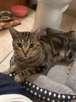 Rescue Domestic Short Hair Cats for Adoption in Evergreen, Colorado - Apollo | PetCurious