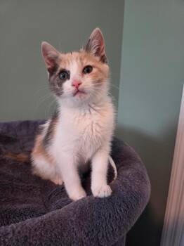 Domestic Short Hair Cats Available for Adoption in Evans, Georgia - Sundae | PetCurious