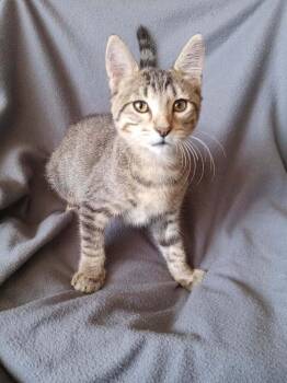 Tuvok -  Domestic Short Hair Cat for Adoption in Tucson, Arizona - Tuvok | PetCurious
