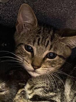 JD -  Domestic Short Hair Cat for Adoption in Daytona Beach, Florida - JD | PetCurious