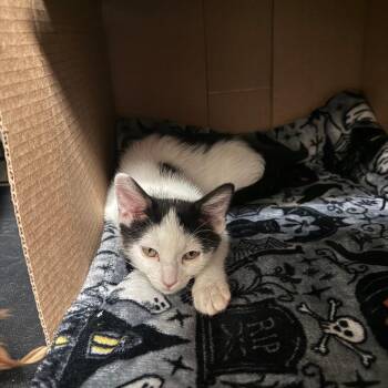 Skippy -  Domestic Short Hair Cat for Adoption in Grantsville, Utah - Skippy | PetCurious