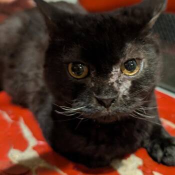 Poppy -  Domestic Short Hair Cat for Adoption in Bel Air, Maryland - Poppy | PetCurious