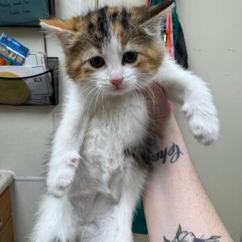 Domestic Short Hair Cats Available for Adoption in Pekin, Illinois - Charger | PetCurious