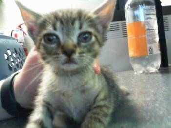 AGATHA -  Domestic Short Hair Cat for Adoption in Charlotte, North Carolina - AGATHA | PetCurious