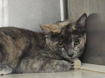 RIPPLES -  Domestic Short Hair Cat for Adoption in Tustin, California - RIPPLES | PetCurious