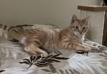 Rescue Domestic Short Hair Cats for Adoption in Greenville, South Carolina - Trevor - ET | PetCurious