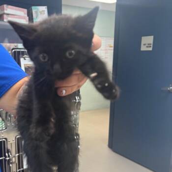 Little Assistant -  Domestic Short Hair Cat for Adoption in Newark, New Jersey - Little Assistant | PetCurious