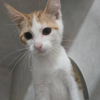 Warbler -  Domestic Short Hair Cat for Adoption in Reeseville, Wisconsin - Warbler | PetCurious