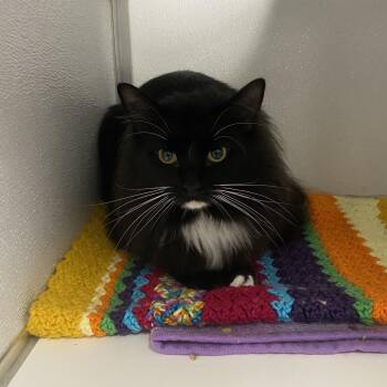 Marble -  Domestic Medium Hair and Domestic Short Hair Cat for Adoption in Binghamton, New York - Marble | PetCurious