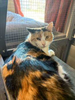 Domestic Medium Hair Cats Available for Adoption - Tina | PetCurious